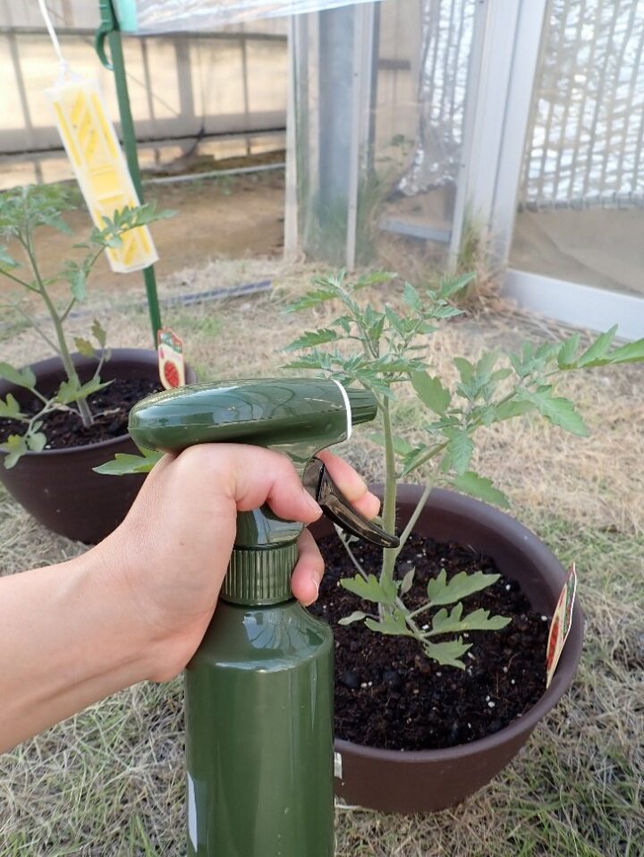 つのちゃんの栽培日記　～100均グッズでおうち野菜～（６）