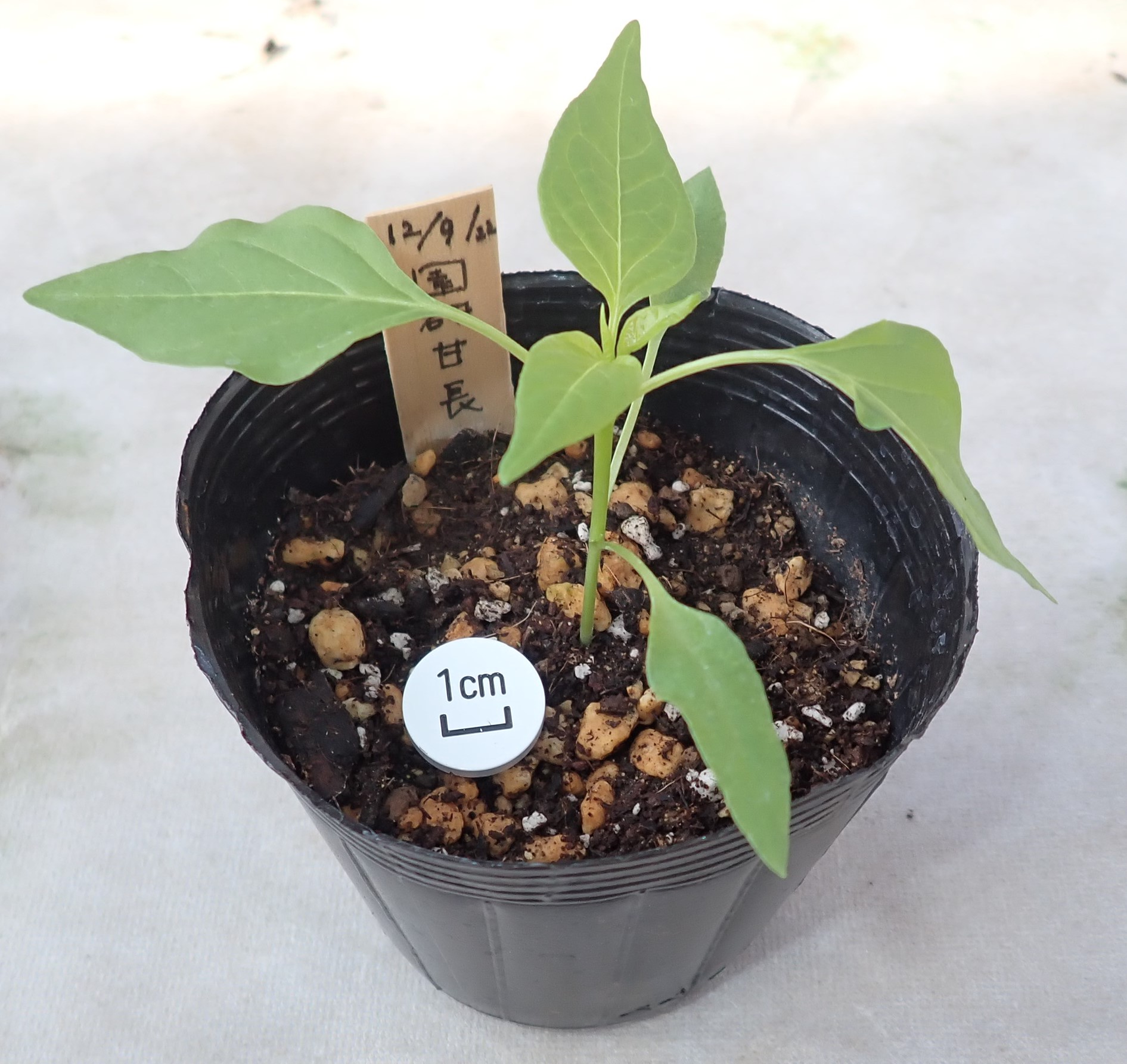 【発根済】陽炎・極上コレクション株/鉢ごと発送 発根済】陽炎・極上コレクション株/鉢ごと発送