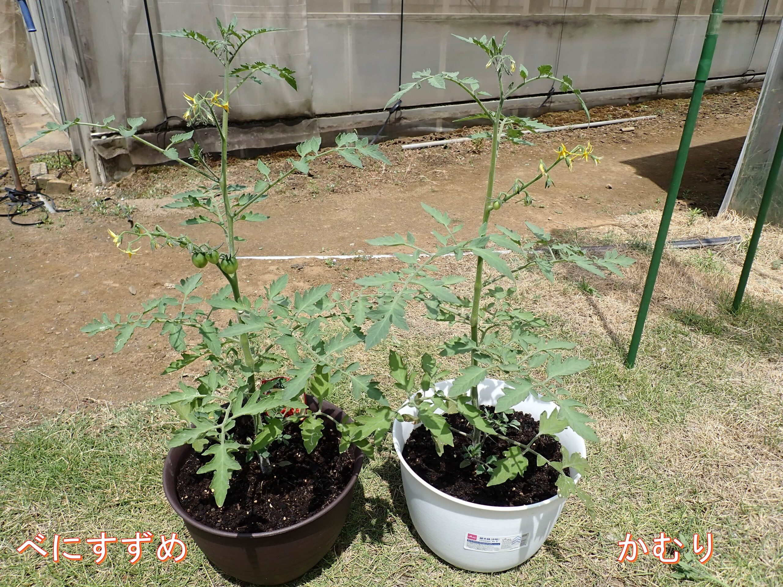 つのちゃんの栽培日記 100均グッズでおうち野菜 ７ 公益財団法人 園芸植物育種研究所