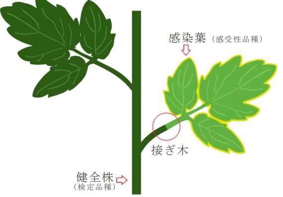 図5．接ぎ木接種法によるTYLCVの接種