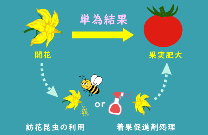 単為結果性 －持続可能な農業生産を支えるツール－