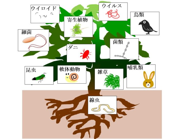 歴史に残る植物の病気３