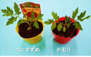 つのちゃんの栽培日記　～100均グッズでおうち野菜～（１)