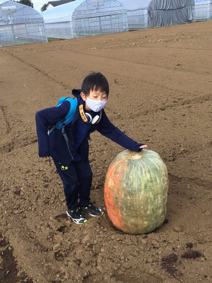 ハロウィンとカボチャの種類の豆知識