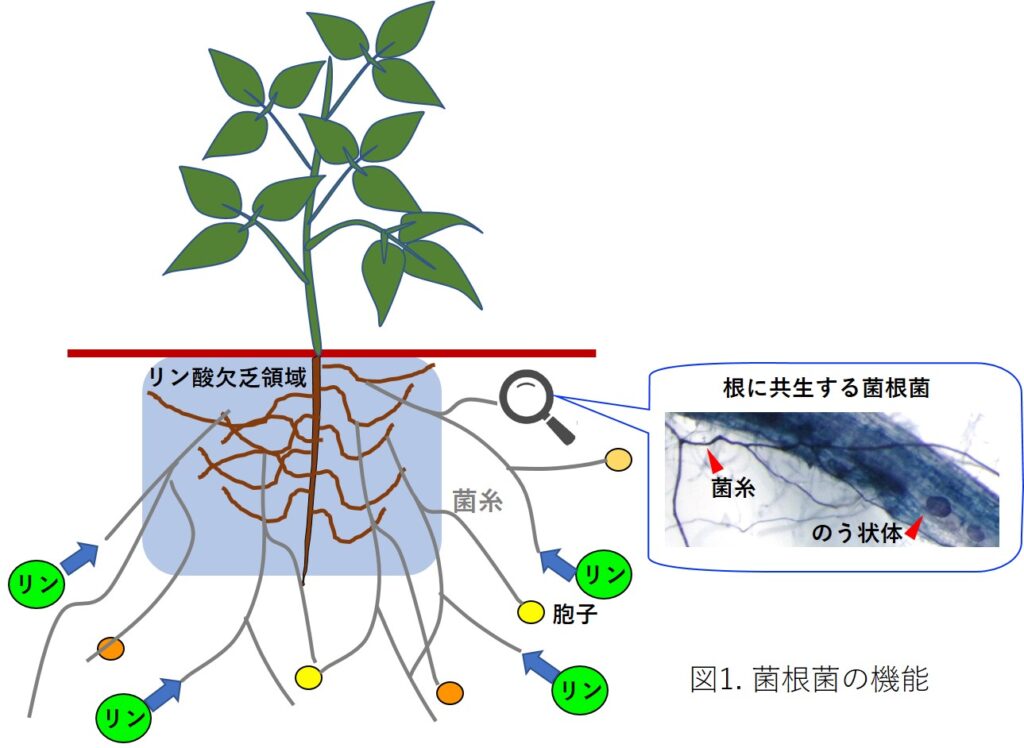 肥料価格高騰の救世主？！ –リン酸肥料を節約できる菌根菌の紹介–